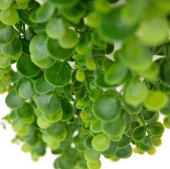 Nettenevime Yapay Çiçek Sarkan Şimşir Okaliptus Yapay Sarmaşık thumbnail 4