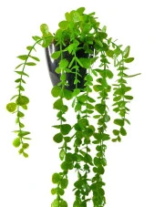 Nettenevime Yapay Çiçek Saksıda Sarkan Okaliptus 80cm thumbnail 5