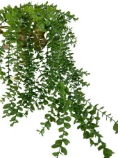 Nettenevime Yapay Çiçek Sarkan Şimşir Okaliptus Jumbo Boy 75*35cm Yapay Sarmaşık thumbnail 3