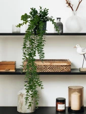 Nettenevime Yapay Çiçek Saksıda Sarkan Şimşir Okaliptus Yapay Sarmaşık Pastel  75cm thumbnail 5