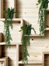 Nettenevime Yapay Çiçek Saksıda Sarkan Şimşir Okaliptus Yapay Sarmaşık Pastel  75cm thumbnail 6