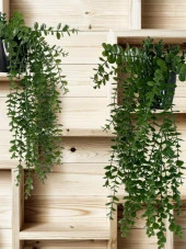 Nettenevime Yapay Çiçek Saksıda Sarkan Şimşir Okaliptus Yapay Sarmaşık Pastel 60cm thumbnail 6