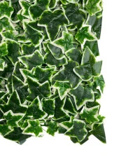 Nettenevime Yapay Çiçek Duvar Kaplama Panel Sarmaşık Hedera Tabaka 45x60 cm YeşilBeyaz Dik Duvar Uygulama thumbnail 4