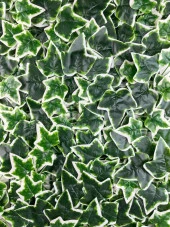 Nettenevime Yapay Çiçek Duvar Kaplama Panel Sarmaşık Hedera Tabaka 45x60 cm YeşilBeyaz Dik Duvar Uygulama thumbnail 5