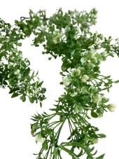 Nettenevime Yapay Çiçek Sarkan Çiçek Yeşil Beyaz Fare Kulağı Şimşir Yapay Sarmaşık  60*30cm UV Katkılı Güneşe Dayanıklı thumbnail 5