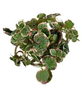 Nettenevime Yapay Sarmaşık Dolanabilen Pembe Çizgili Sardunya Yaprağı 5 li Paket 230cm Dekoratif Yapay Çiçek thumbnail 1