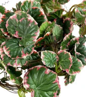 Nettenevime Yapay Sarmaşık Dolanabilen Pembe Çizgili Sardunya Yaprağı 5 li Paket 230cm Dekoratif Yapay Çiçek thumbnail 2