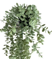 Nettenevime Yapay Çiçek Saksıda Sarkan Şimşir Mat Pastel Okaliptus Yapay Sarmaşık Pastel 50cm thumbnail 5