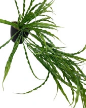 Nettenevime Yapay Çiçek Saksıda Sarkan Yeşil Kıvrımlı Saz 70cm thumbnail 3