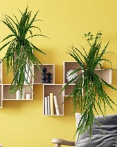 Nettenevime Yapay Çiçek Saksıda Sarkan Yeşil Kıvrımlı Saz 70cm thumbnail 7