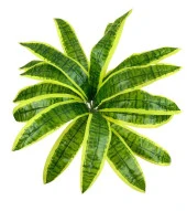 Nettenevime Yapay Çiçek Dracaena Massengena Yaprağı Demeti 11 Yapraklı 40*50cm Dik Duvar Çiçeği Yapay Bitki thumbnail 1