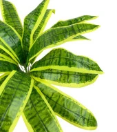 Nettenevime Yapay Çiçek Dracaena Massengena Yaprağı Demeti 11 Yapraklı 40*50cm Dik Duvar Çiçeği Yapay Bitki thumbnail 5