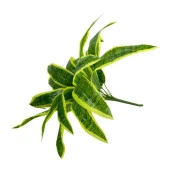 Nettenevime Yapay Çiçek Dracaena Massengena Yaprağı Demeti 11 Yapraklı 40*50cm Dik Duvar Çiçeği Yapay Bitki thumbnail 7