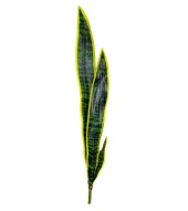 Nettenevime Yapay Çiçek Sansevieria Yeşil Kılıç Çiçeği 4 Adet 65cm Salon Çiçeği Yapay Bitki thumbnail 2