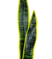 Nettenevime Yapay Çiçek Sansevieria Yeşil Kılıç Çiçeği 4 Adet 65cm Salon Çiçeği Yapay Bitki thumbnail 3