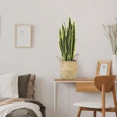 Nettenevime Yapay Çiçek Sansevieria Yeşil Kılıç Çiçeği 4 Adet 65cm Salon Çiçeği Yapay Bitki thumbnail 9