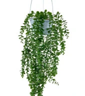 Nettenevime Yapay Çiçek Sarkan Beyaz Balkon Saksısında Şimşir Okaliptus thumbnail 4