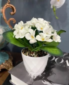 Nettenevime Yapay Çiçek Kadife Menekşe Gerçekçi Doku Beyaz Saksıda Çakıl Taşlı BEYAZ thumbnail 3