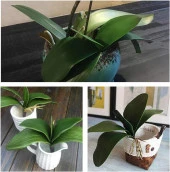 Nettenevime 3lü Set Yapay Çiçek Orkide Yaprağı Doğal Görünüm thumbnail 5