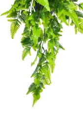 Nettenevime Yapay Çiçek Sarkan Boston Fern Yapraklı Bitki Küçük Siyah Saksıda Yapay Sarmaşık 55cm thumbnail 2