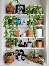 Nettenevime Yapay Çiçek Siyah Saksıda Sarkan ty60 Yeşil Beyaz Bitki Yapay Sarmaşık 60cm - 7