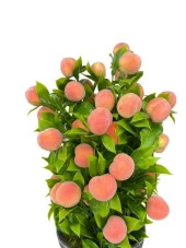 Nettenevime Yapay Çiçek Gri Seramik Saksıda Şeftali Ağacı thumbnail 4