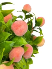 Nettenevime Yapay Çiçek Şeftali Ağacı Siyah Saksıda Şeftali 30cm - 6