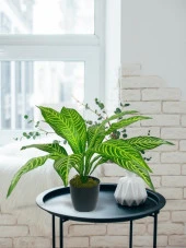 Yapay Çiçek Drecana Yukka 12yaprak Salon Çiçeği Plastik Siyah Saksılı Yapay Bitki - 4