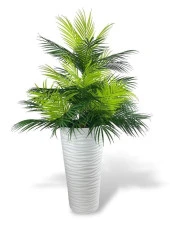 Nettenevime Yapay Çiçek Areka Salon Bitkisi Beyaz Uzun Kumsal Vazoda 130cm 45Yaprak - 1