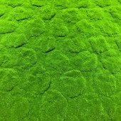 Nettenevime Yapay Çiçek Duvar Kaplama Yosun Paneli 1M2 100*100CM Moss Dik Duvar Uygulama thumbnail 1