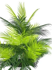 Nettenevime Yapay Çiçek Areka Salon Bitkisi Beyaz Uzun Kumsal Vazoda 130cm 45Yaprak - 5