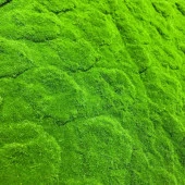 Nettenevime Yapay Çiçek Duvar Kaplama Yosun Paneli 1M2 100*100CM Moss Dik Duvar Uygulama thumbnail 3