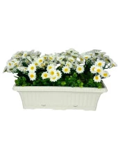 Nettenevime Yapay Çiçek Beyaz Papatya Küpeşte Askılı Saksıda Balkon Çiçeği Çiçek Sepeti thumbnail 1