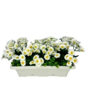 Nettenevime Yapay Çiçek Beyaz Papatya Küpeşte Askılı Saksıda Balkon Çiçeği Çiçek Sepeti thumbnail 3