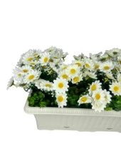 Nettenevime Yapay Çiçek Beyaz Papatya Küpeşte Askılı Saksıda Balkon Çiçeği Çiçek Sepeti thumbnail 4