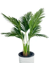 Nettenevime Yapay Areka Palmiye Ağacı Beyaz Kumsal Vazoda Yapay Ağaç 150cm 10 Yaprak thumbnail 3