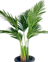 Nettenevime Yapay Areka Palmiye Ağacı Beyaz Kumsal Vazoda Yapay Ağaç 150cm 10 Yaprak thumbnail 6