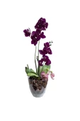 Yakamoz Orkide Saksı No 3 KRS-463 - 1