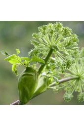 NUKA Essencia Melek Otu Yağı 1 ml thumbnail 2