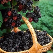 TRİPLE CROWN DİKENSİZ BÖĞÜRTLEN FİDANI YAŞ 2 BOY 150-200CM - 1