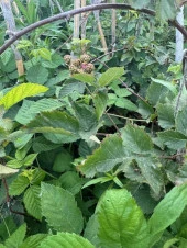 TRİPLE CROWN DİKENSİZ BÖĞÜRTLEN FİDANI YAŞ 2 BOY 150-200CM - 3