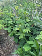 TRİPLE CROWN DİKENSİZ BÖĞÜRTLEN FİDANI YAŞ 2 BOY 150-200CM - 5