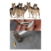 Doğal Tibet Beyaz 3-4cm Kurt Dişi Kolye Ayarlı İp Çift Boncuklu - 2