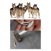 Doğal Tibet 3-4cm Kurt Dişi Kolye Brown Ayarlı Örgü İp 2 Boncuk - 2