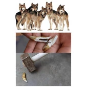 Doğal Tibet 3-4cm Kurt Dişi Muska Kolye Brown Ayarlı Boğma İp - 2