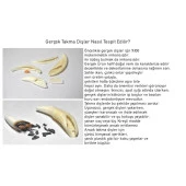 Doğal Tibet 7cm Alfa Kurt Dişi Kolye Beyaz Renk Ayarlı Örgü İp - 2