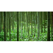 Bambu Ağacı Tohumu Ekim Seti - 1
