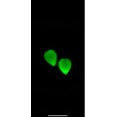 Damla Şekilli Beyaz Renkli Ebruli Gece Yeşil Neon Olan Parlak Küpe Epoksi El Yapımı Hediyelik thumbnail 7