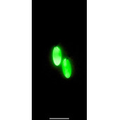 Oval Şekilli Beyaz Renkli Ebruli Gece Yeşil Neon Olan Parlak Küpe Epoksi El Yapımı Hediyelik - 6