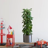 Pratik Saksılı Bitki Tasarımlı Yapışkanlı Sticker Resim 90*30 Cm Mc-665 - 2